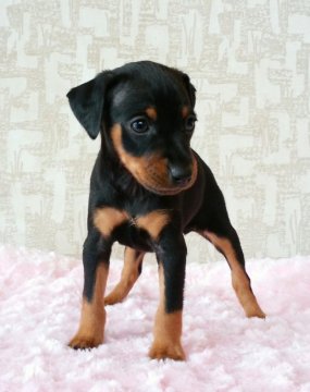 ミニチュアピンシャー【埼玉県・男の子・2016年2月29日・ブラック&タン】の写真「イケメンです」