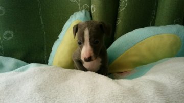 イタリアングレーハウンド【埼玉県・女の子・2016年1月12日・ブルー&ホワイト】の写真「父親アメリカチャンピオン」