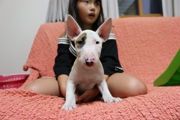 ミニチュアブルテリア【埼玉県・男の子・2019年6月12日・ホワイト&レッド】の写真「アイパンチ！！貴重なカラーです」