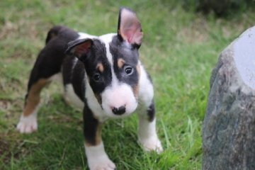 ミニチュアブルテリア【埼玉県・男の子・2021年5月23日・ブラックタンホワイト】の写真「希少犬種のパピー」