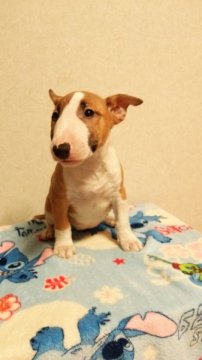 ミニチュアブルテリア【埼玉県・女の子・2015年9月20日・レッド&ホワイト】の写真「可愛い女の子です」