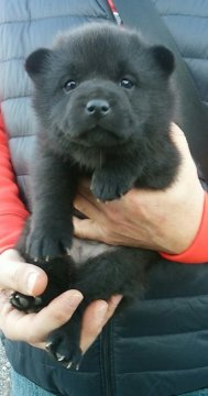 甲斐犬【埼玉県・女の子・2015年12月21日・黒虎】の写真「良血統の可愛い女の子です」