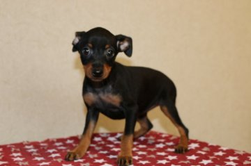 ミニチュアピンシャー【埼玉県・女の子・2015年8月14日・ブラックタン】の写真「小ぶりの良血統の可愛い子」