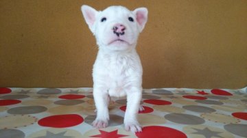 ミニチュアブルテリア【埼玉県・男の子・2015年11月5日・ホワイト】の写真「真っ白の可愛い王子様」