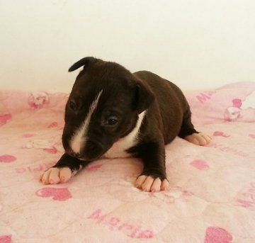 ミニチュアブルテリア【埼玉県・女の子・2016年2月6日・ブラック&ホワイト】の写真「可愛い女の子です！」