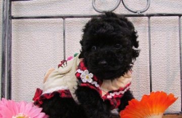 トイプードル(トイ)【埼玉県・男の子・2012年5月8日・ブラック】の写真「」