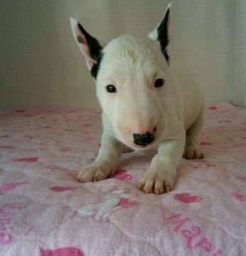 ミニチュアブルテリア【埼玉県・女の子・2016年2月6日・ホワイト&ブリンドル】の写真「キュートな柄の女の子」