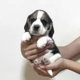 ビーグル