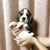 ビーグル