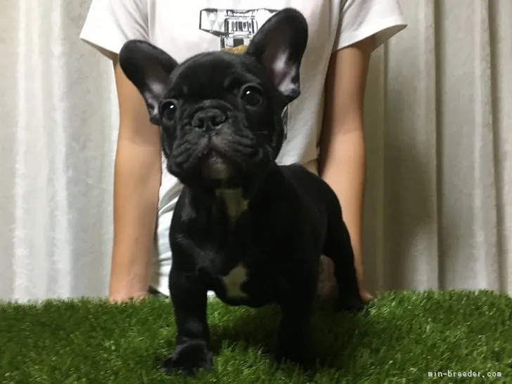 ID:1708-00756の子犬