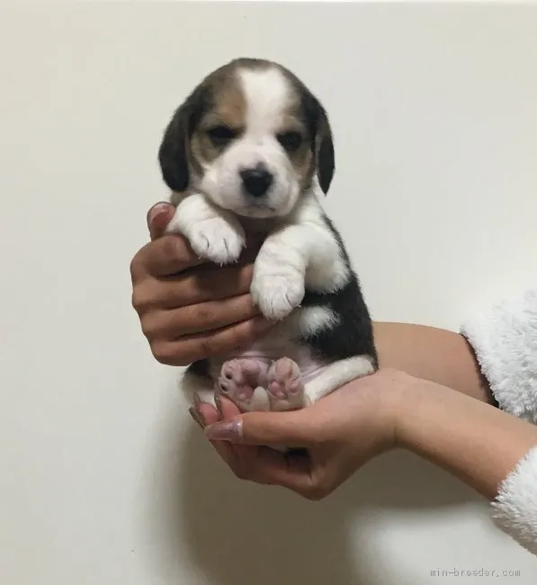 ID:2101-01173の子犬