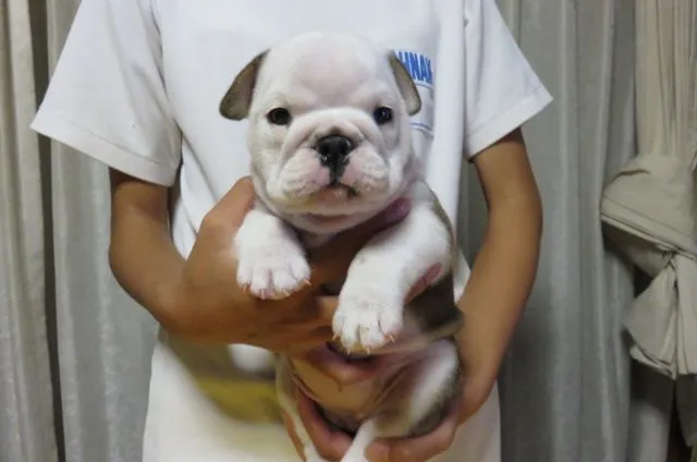 ID:1409-00725の子犬
