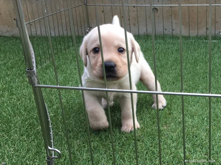 ID：1909-03242の子犬