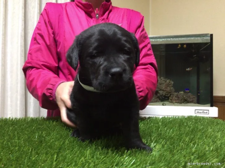 ID：1801-00872の子犬
