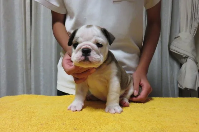 ID:1409-00727の子犬