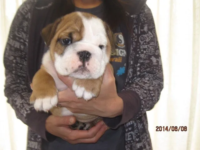 ID:1406-00348の子犬