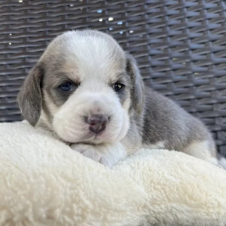 ID:2305-00378の子犬