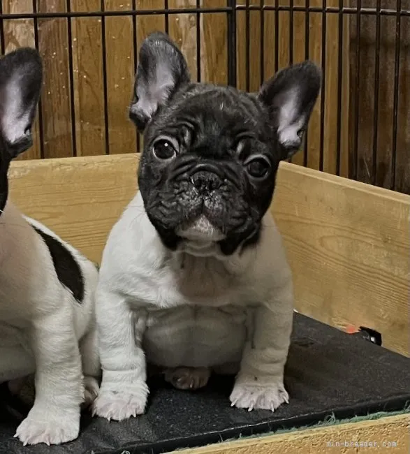 ID:2112-04321の子犬