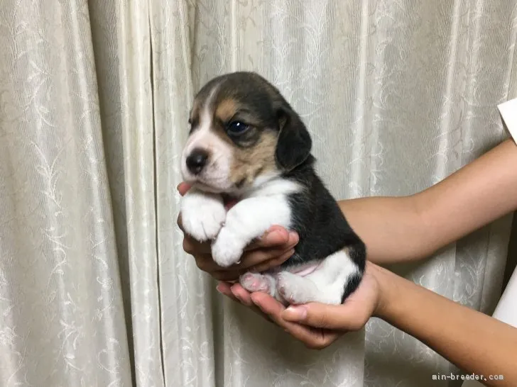 ID:1909-01279の子犬