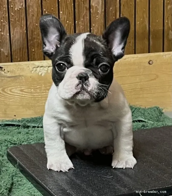 ID:2112-04319の子犬