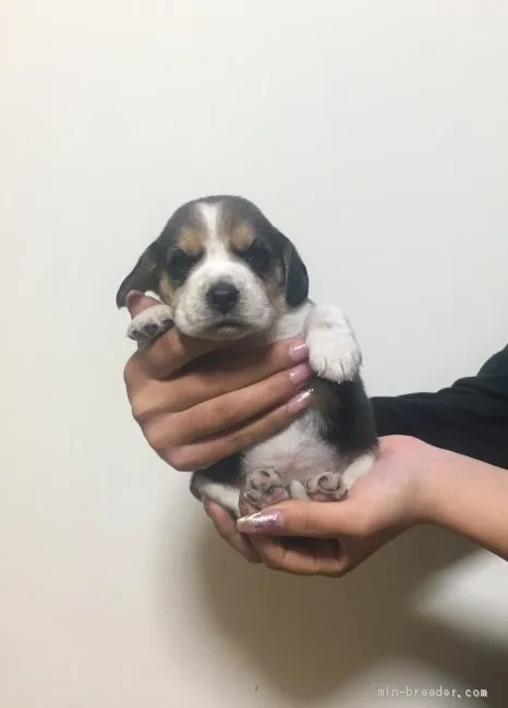 ID:2101-01182の子犬
