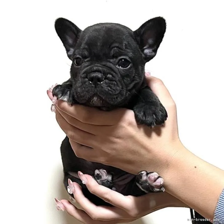 ID：2210-04688の子犬