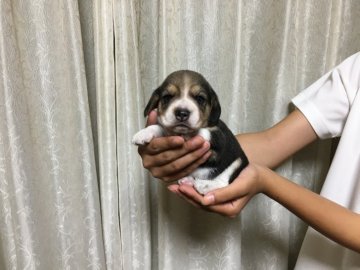 ビーグル【埼玉県・男の子・2019年8月22日・トライカラー】の写真「骨量のある良い男の子です。」