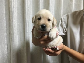 ラブラドールレトリバー【埼玉県・女の子・2018年8月25日・イエロー】の写真「丸々太ったとても良い子です。」