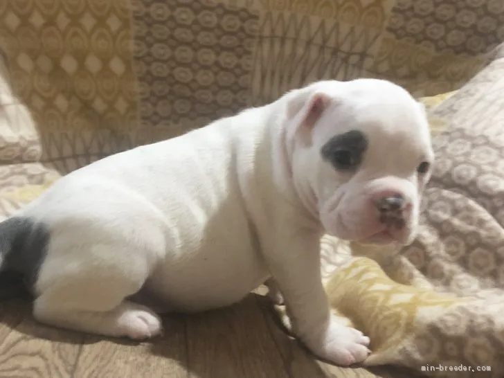 ID：1905-00595の子犬