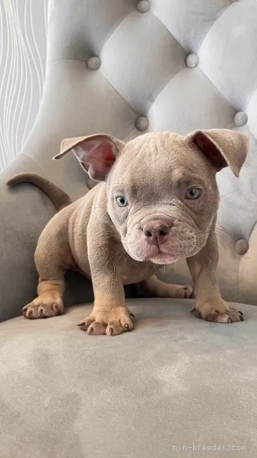 ID：2208-01874の子犬