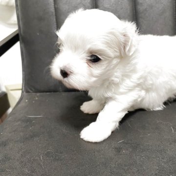 マルチーズ【福岡県・女の子・2025年4月30日・ホワイト】の写真「ママ似の可愛い子です」