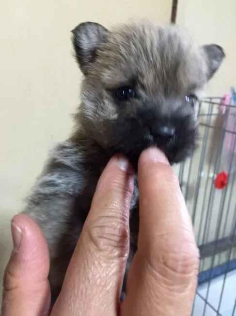 まんさま 様のお迎えした子犬