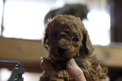 ID:1602-01452の子犬