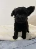 チワプー(トイプードル×チワワ)【福岡県・女の子・2024年8月28日・ブラック】の写真3「昨日より耳が立って来ました。ママの血が濃いいのかな〜」