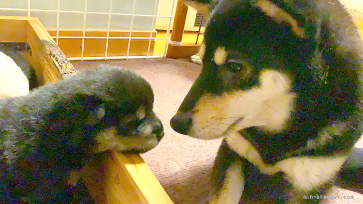 征矢　大輝(そや　だいき)ブリーダー(東京都・柴犬・日本犬保存会登録)の紹介写真4