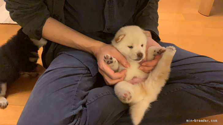 征矢　大輝(そや　だいき)ブリーダー(東京都・柴犬・日本犬保存会登録)の紹介写真5