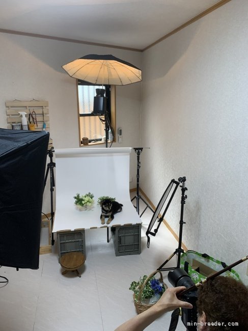 征矢大輝ブリーダーのブログ：かしわくんがカレンダーモデル犬になりました