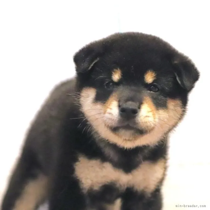ID：2208-03662の子犬