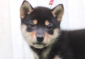 柴犬(標準サイズ)【東京都・女の子・2021年10月26日・黒】の写真「小ぶり、人懐っこい、健康体、餌をよく食べる」