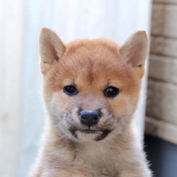 柴犬(標準サイズ)【東京都・女の子・2022年11月18日・赤】の写真「活発で元気な赤柴の女の子♪」