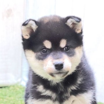 柴犬(標準サイズ)【東京都・女の子・2022年11月18日・黒】の写真「活発で元気な黒柴の女の子♪」