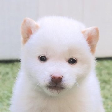 柴犬(標準サイズ)【東京都・女の子・2022年11月20日・白】の写真「小ぶりで可愛い白柴の女の子♪」