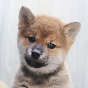 柴犬(標準サイズ)【東京都・女の子・2022年9月9日・赤】の写真「活発で小ぶりな柴犬の女の子♪」