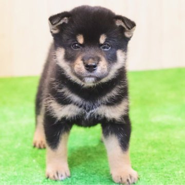 柴犬(標準サイズ)【東京都・女の子・2024年5月21日・黒】の写真「人懐っこくて元気いっぱい」