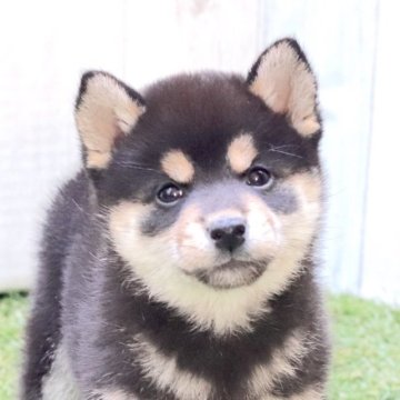 柴犬(標準サイズ)【東京都・女の子・2022年11月18日・黒】の写真「元気いっぱい黒柴の女の子♪」