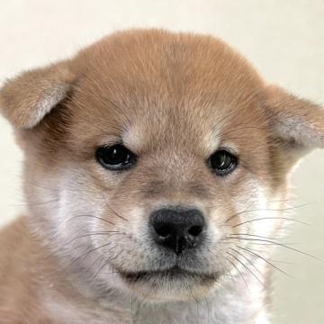 柴犬(標準サイズ)【東京都・女の子・2022年9月2日・赤】の写真「大人気柴犬の女の子♪」