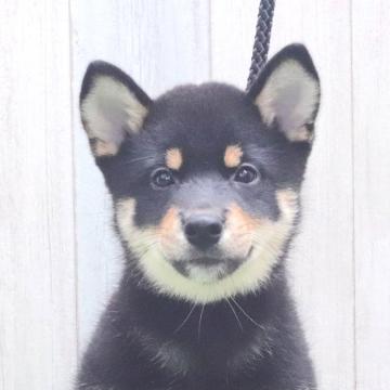 柴犬(標準サイズ)【東京都・男の子・2022年6月12日・黒】の写真「人懐っこくてカメラが大好き♪」