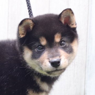 柴犬(標準サイズ)【東京都・男の子・2022年3月25日・黒】の写真「【2024年カレンダーモデル】人馴れ◎」