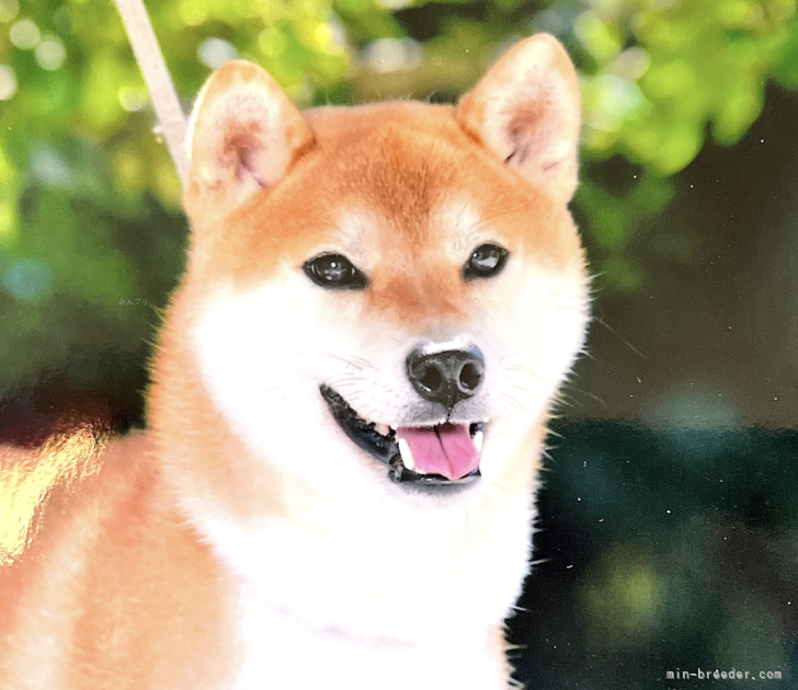 柴犬(標準サイズ)【・男の子・2019年9月12日・赤】