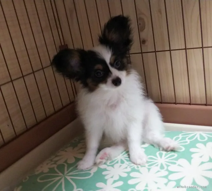 パピヨン【栃木県・男の子・2019年3月31日・トライ】の写真1「6月25日撮影」